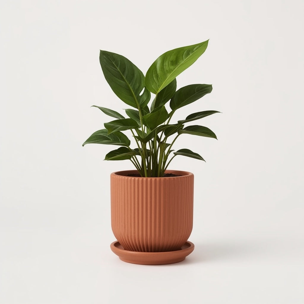 Terracotta Ribbed Planter with Saucer, 6 Inch Unglazed Clay Plant Pot with Drainage Hole