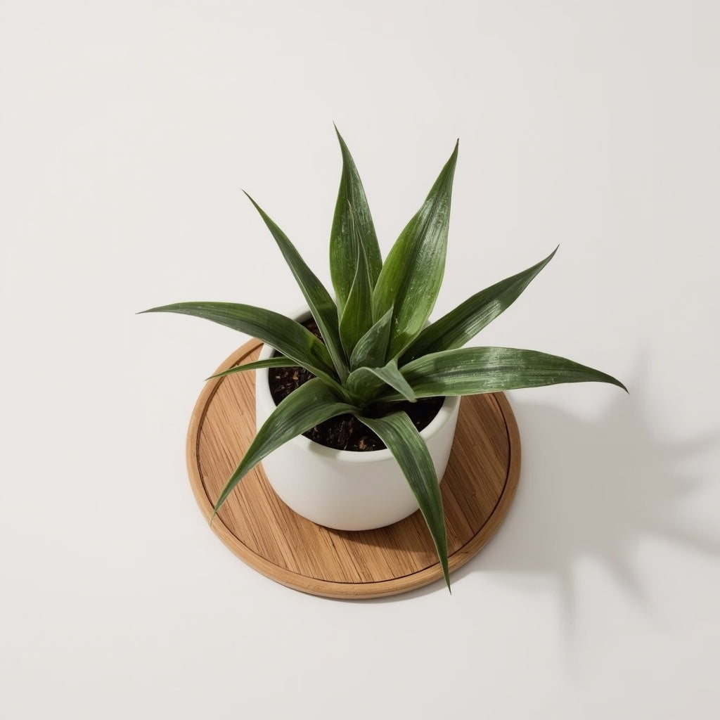 Matte White Stoneware Planter with Bamboo Tray, 6 Inch Ceramic Plant Pot with Drainage Hole