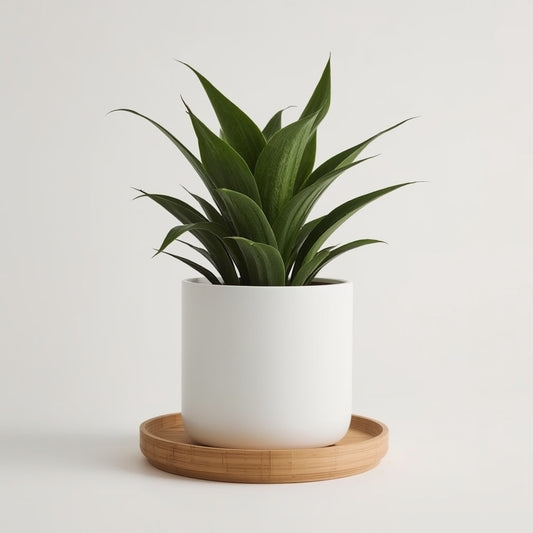Matte White Stoneware Planter with Bamboo Tray, 6 Inch Ceramic Plant Pot with Drainage Hole