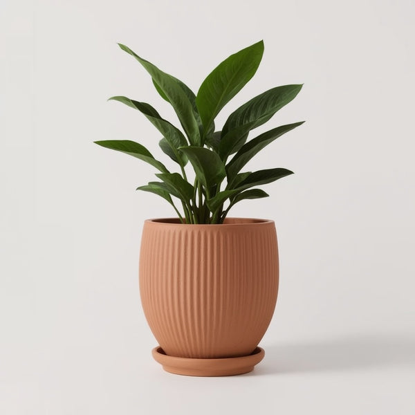 Terracotta Ribbed Planter with Saucer, 6 Inch Unglazed Clay Plant Pot with Drainage Hole
